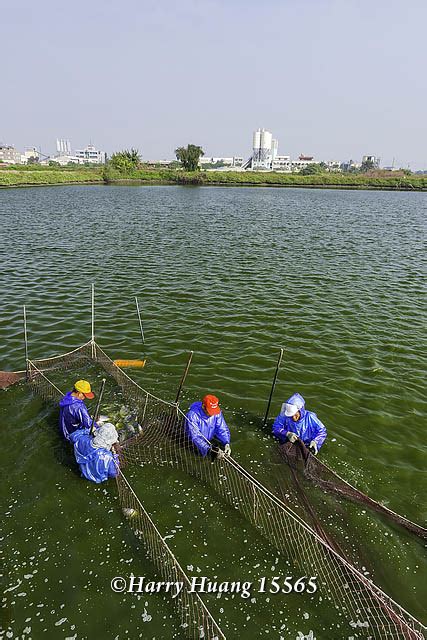 魚池養魚|魚塭